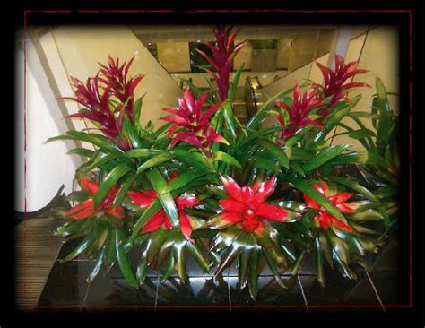 Miami Plants | Paradise Plants, Inc | Interior Plant Service