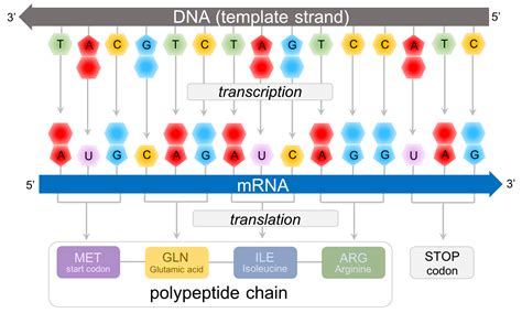 Chapter: The Genetic Code — The Biology Primer