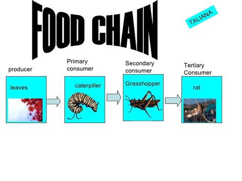 Where is the black panther in the food chain? - paperwingrvice.web.fc2.com