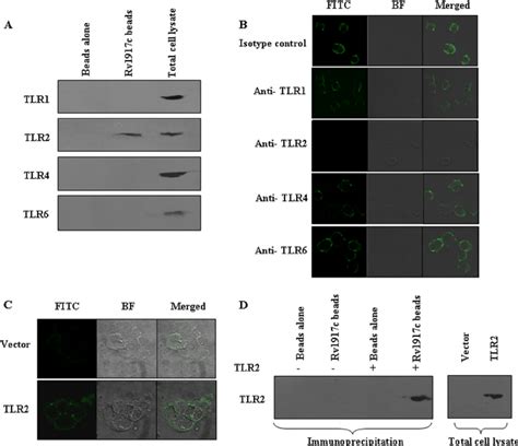 Rv1917c specifically recognizes TLR2 on cell surface. A, cell lysates ...