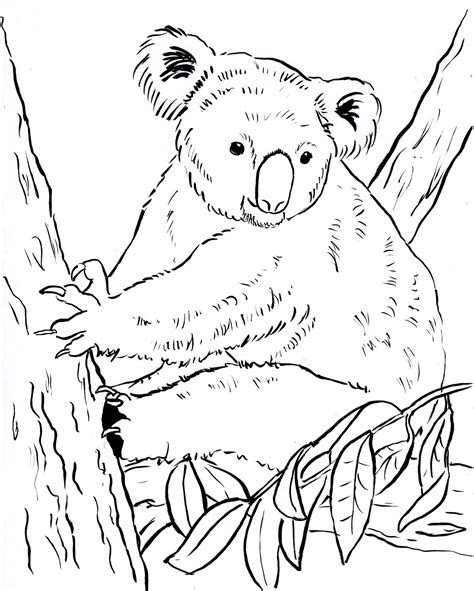 Koala Coloring Pages at GetDrawings | Free download