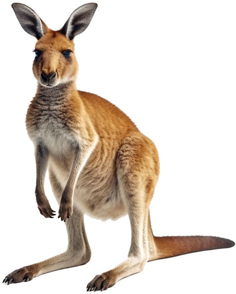 Kangaroo with . 24705047 PNG