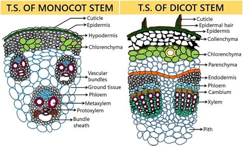 Difference Between Monocot and Dicot Stem (with Comparison Chart ...