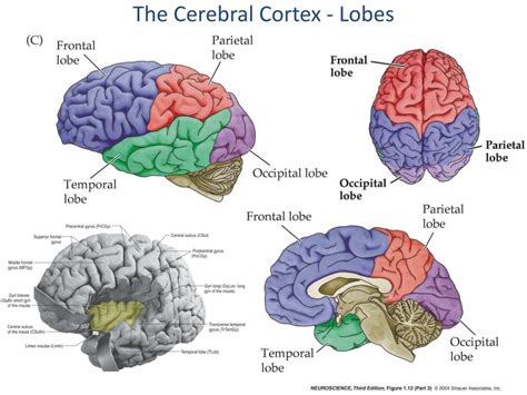 Ppt Telencephalon And Cerebral Cortex Gross Anatomy Powerpoint | Images ...