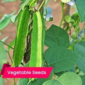 Nourishing Wellness: 10 Health Benefits of Winged Beans - Live Kerala