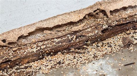 How To Get Rid of Termites in Tree Stumps Around Your Prosper Home