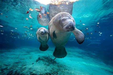 West Indian Manatees - Crystal River, Florida | Three Sister… | Flickr