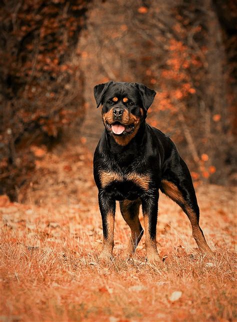 Rottweiler Wallpapers Free Download - Enzoviga