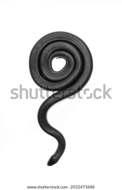 Black King Snake White Background Stock Photo 2032473686 | Shutterstock