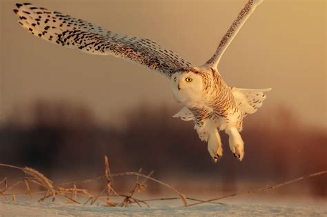 Download Bird Depth Of Field Owl Animal Snowy Owl HD Wallpaper