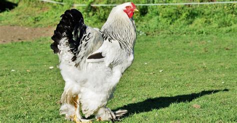 Brahma Chicken Pictures - AZ Animals