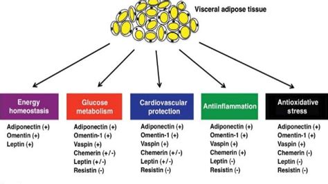 Adipose tissue hormones