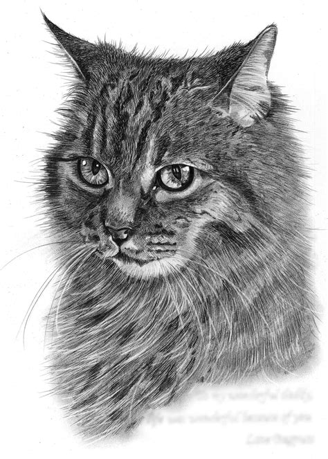 Pencil Drawing Of Cat In Loving Memory Pencil Sketch Portraits | Images ...