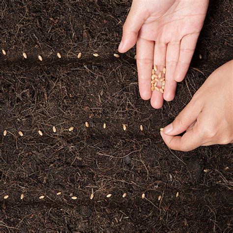 The Best Methods for Sowing Seeds | D.T. Brown