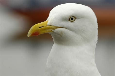 KidRated News - pigeons attack seagul in Hyde Park