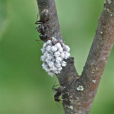 Wooly Adler Aphid (Family Aphididae) - Field Station