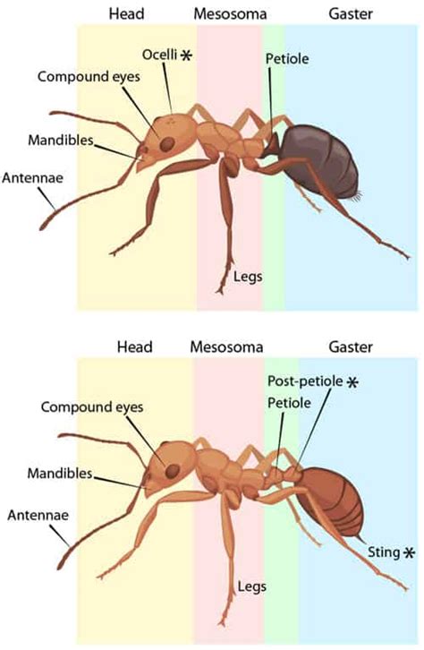 Ant bites and stings: a pinch of pain and a lot of biological wonder