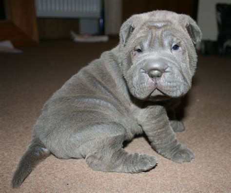 Chinese Shar Pei Puppies For Sale | New York, NY #229305