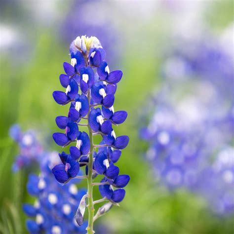 Lupine Flower Garden Seeds - Texas Blue Bonnet - 1 Lb - Perennial ...