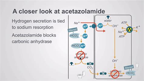 slsi.lk - how long for sulfatrim to work | Opinion acetazolamide ...