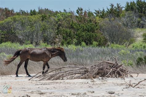 Shackleford Banks Wild Horses - CrystalCoast.com