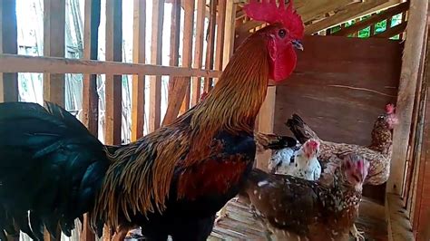 kandang ayam kampunģ petelur 1 jantan 5 betina - chicken coop laying 1 ...