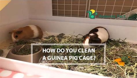 How Do You Clean a Guinea Pig Cage? Process and Tips