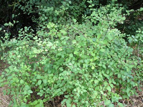 Symphoricarpos albus - Linda Vista Native Plants