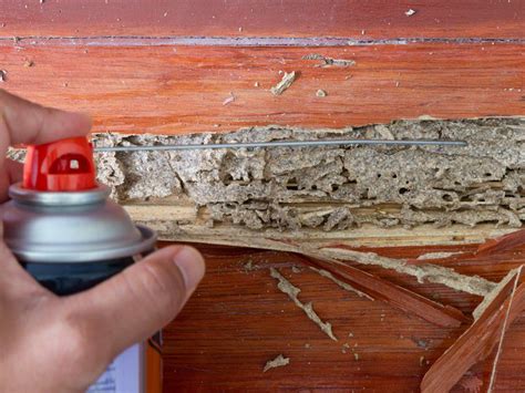 Why Home Termite Treatment Remedies Don’t Work? | Pest-Ex