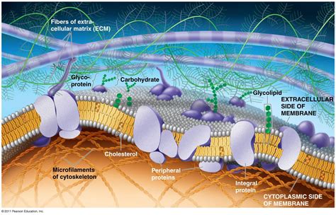 The Plasma Membrane: Structure : Anatomy & Physiology