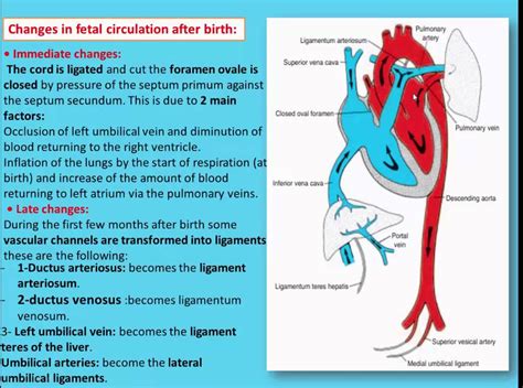 (CVS) 23 Changes in fetal circulation after birth | Doovi