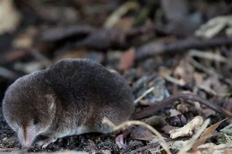 Common Shrew - Facts, Diet, Habitat & Pictures on Animalia.bio