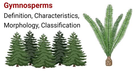 Gymnosperms- Characteristics, Morphology, Classification, Uses