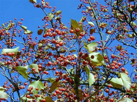 Winter King Hawthorn berries | Cherry bark, Hawthorn berry, Berries