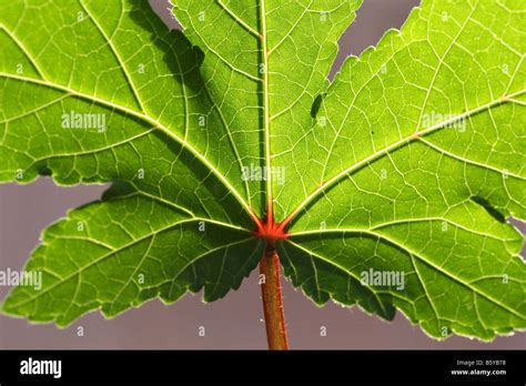 Structure Des Nervures Des Feuilles Banque d'image et photos - Alamy