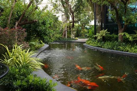 Koi Pond Swimming Pool - Can You Swim with Koi in Your Pond?