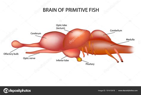 Fish Brain Diagram - General Wiring Diagram