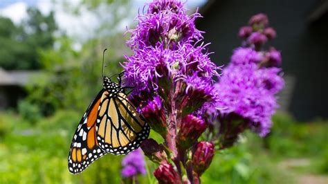 Butterfly Host Plants - YouTube