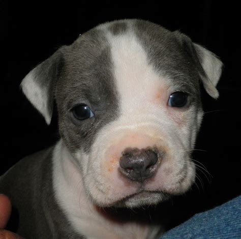 staffordshire pitbull puppies – staffordshire pitbull puppies for sale ...