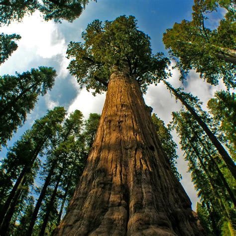 Hyperion, tallest tree in the world - L'Antic colonial