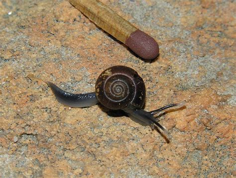 Toyota Enviro Outreach 2012: The snail collection