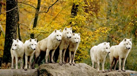 Free Best Pictures: Wolf Pack Wallpaper & Wolf Pack Pictures