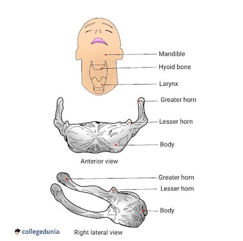 Hyoid Bone: Anatomy, Function & Location