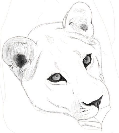 Idea by S-KINGXIX on lions in 2020 | Animal sketches, Animal drawings ...