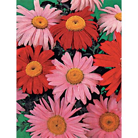 Robinson's Giant Mixed Pyrethrum Seeds - NE Seed | Flower seeds, Daisy ...