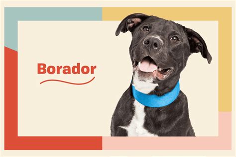 Borador Dog Breed Information & Characteristics