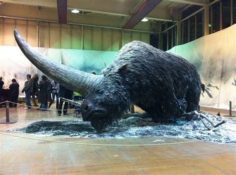 Extinct Giant Siberian Unicorn Facts - HubPages