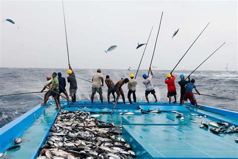 Sustainable tuna fishing is bad for climate – here's why | New Scientist