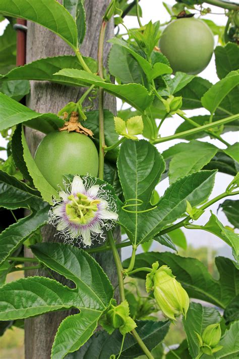 How to Plant, Grow, and Harvest Passion Fruit - Harvest to Table