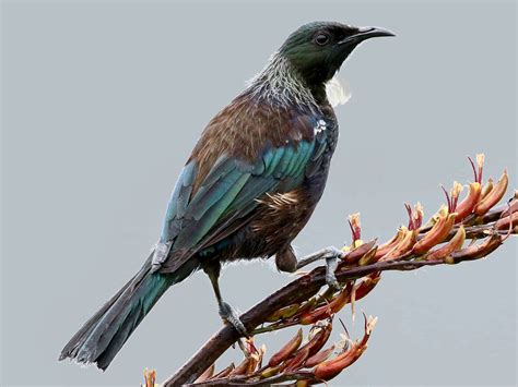 Tui - New Zealand Bird Atlas